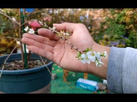 種櫻花|櫻花種植盆栽指南：酸鹼度、日照條件、落葉季節全攻。